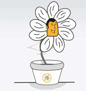 Plantas antimosquitos