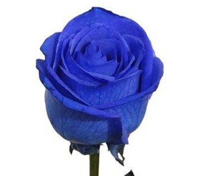 Rosas azules