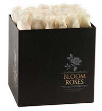 Rosas blancas