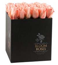 Rosas rosas