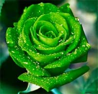 Rosas verdes