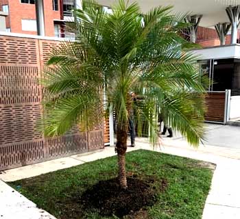 Árboles para jardines Árboles para jardines