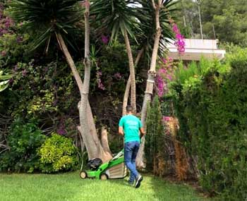 Cercos vivos para jardines