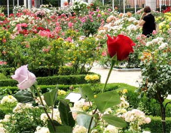 Rosaledas para jardín