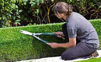 Servicios de jardinería en Valladolid