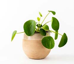 Planta del dinero