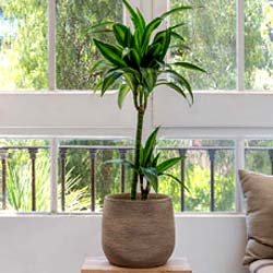 Planta del maíz