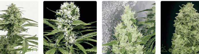Semillas de Cannabis