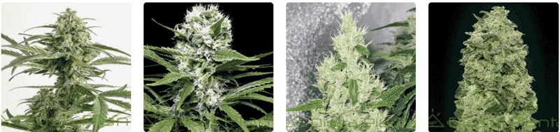 Semillas de Cannabis Semillas de Cannabis