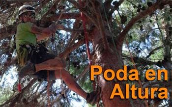 Poda en altura