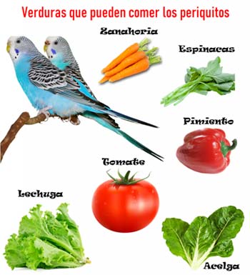 Alimentación para pájaros