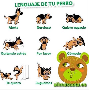 Trucos consejos para cuidar mascotas