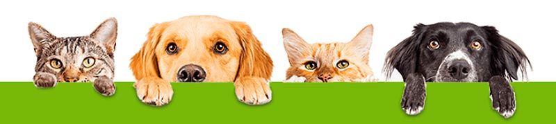 Pienso de calidad para mascotas Pienso de calidad para mascotas