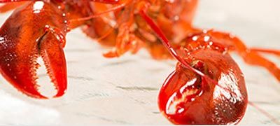 Cómo conservar mejor los mariscos