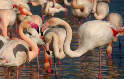 Creación de inventarios de habitats