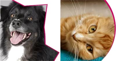 Beneficios mascotas para salud