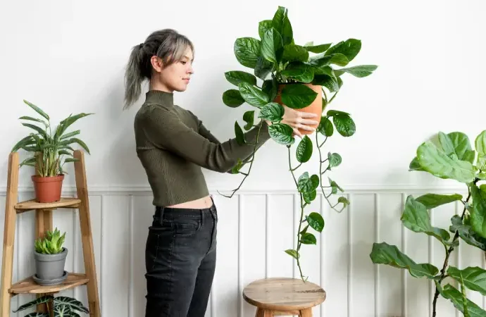 Plantas de interior para tu hogar