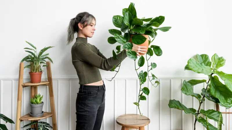 Plantas de interior para tu hogar