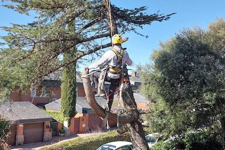 Poda de árboles en Madrid