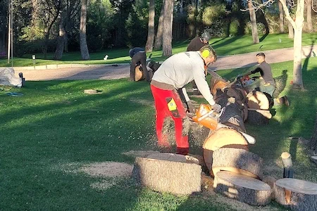 Servicios de tala de árboles en Madrid