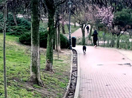 Cuidados de un perro